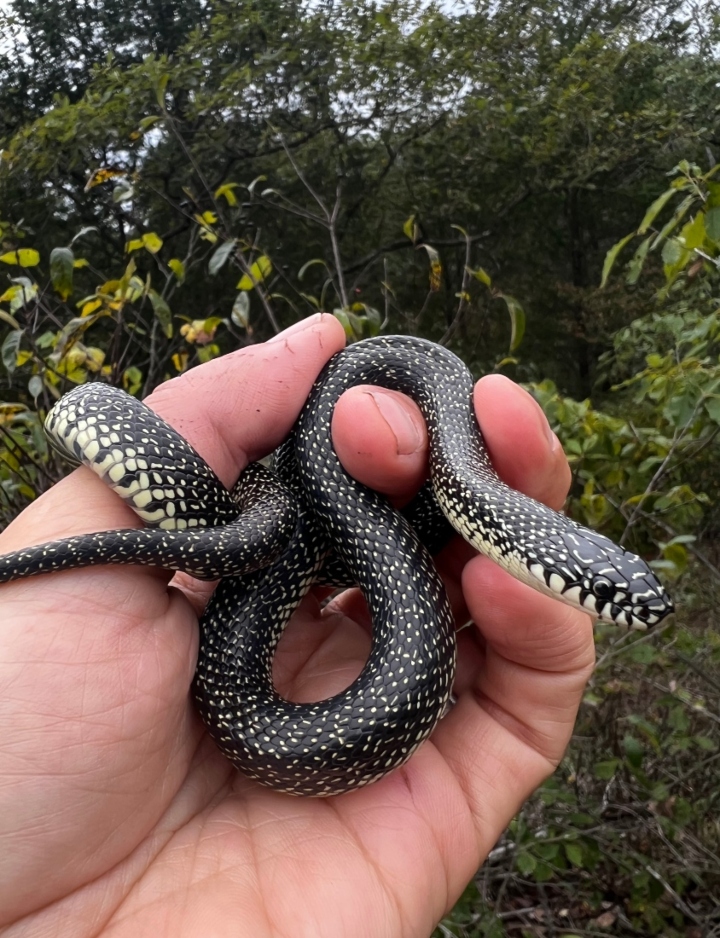 Speckled Kingsnake